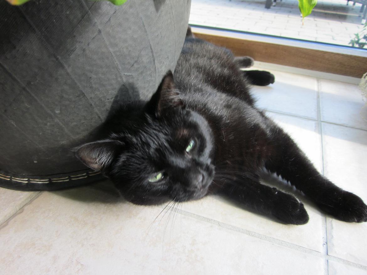 Huskat Bølle billede 3