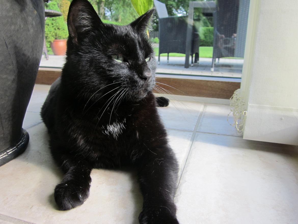 Huskat Bølle billede 4