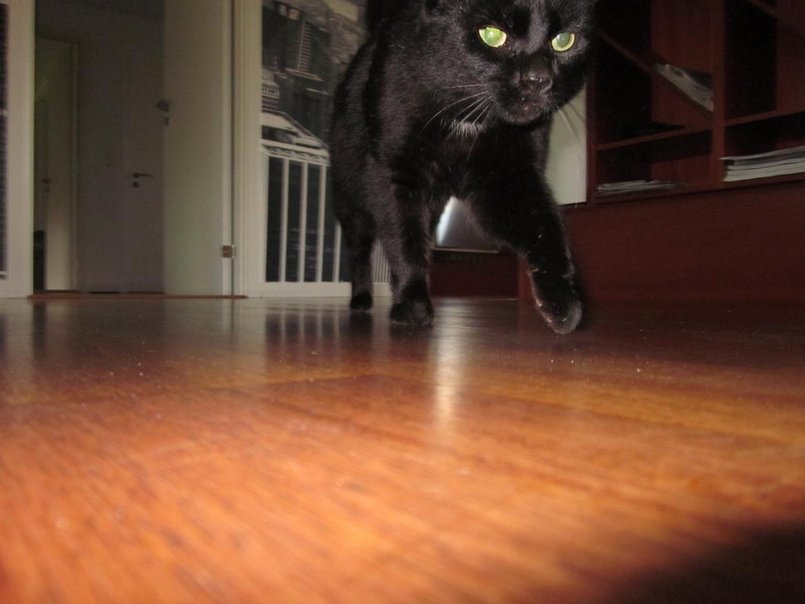 Huskat Bølle billede 6