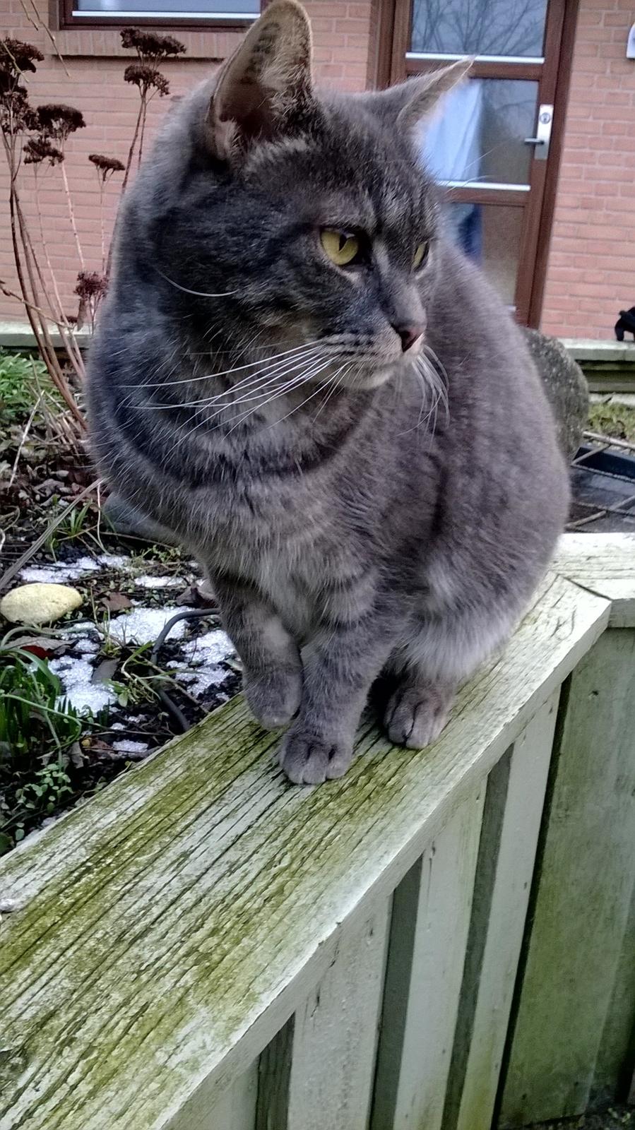 Blanding af racer Nuser billede 1