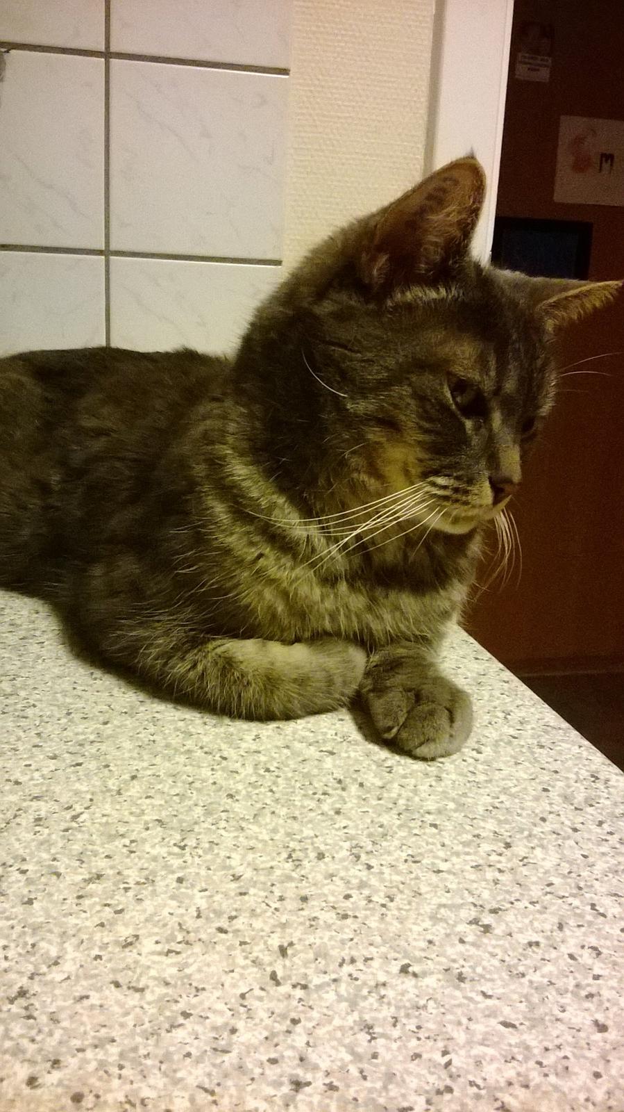 Blanding af racer Nuser billede 2