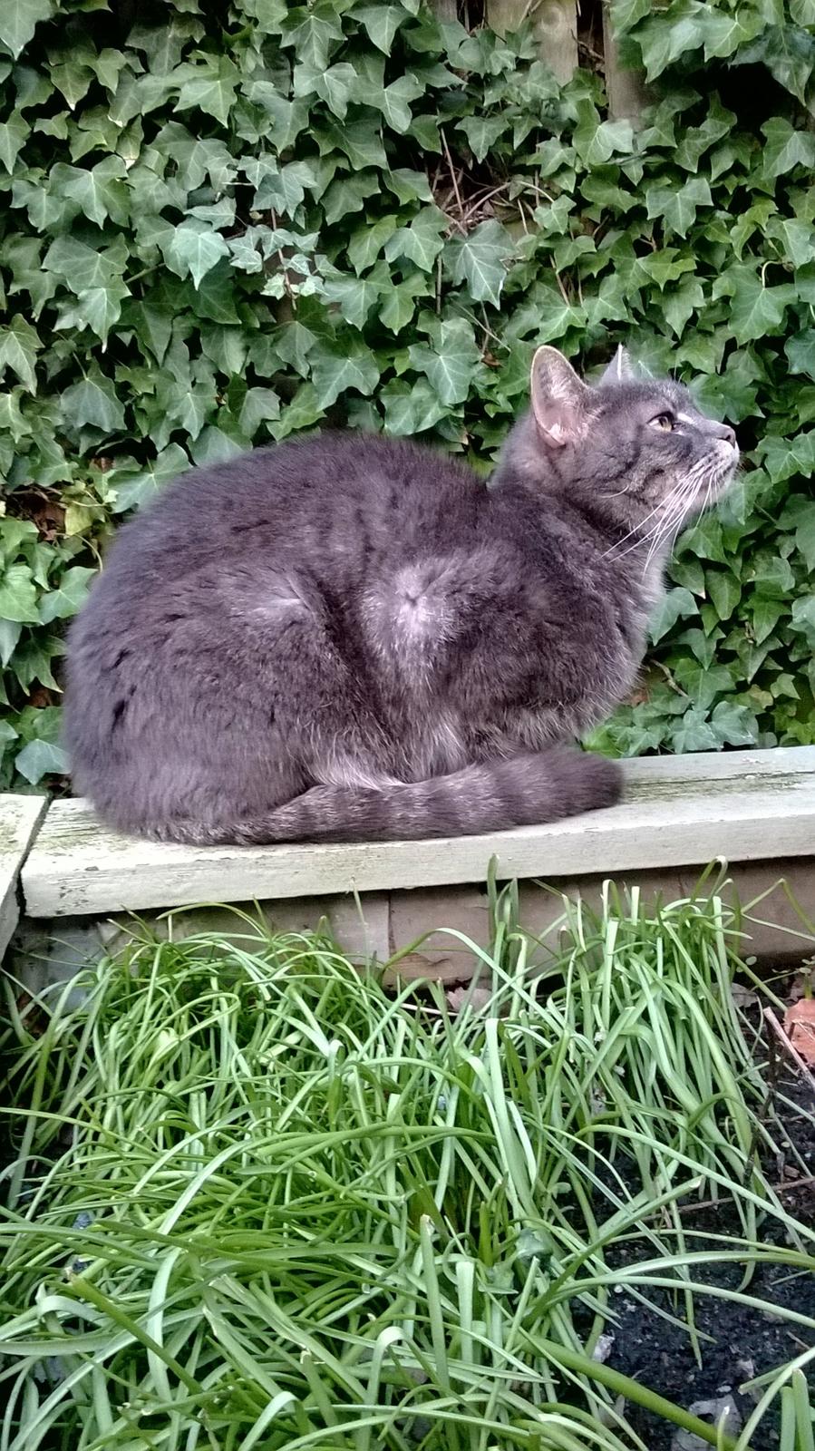 Blanding af racer Nuser billede 5