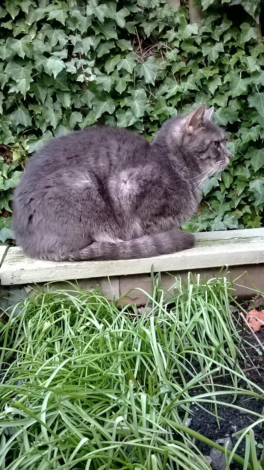 Blanding af racer Nuser billede 6