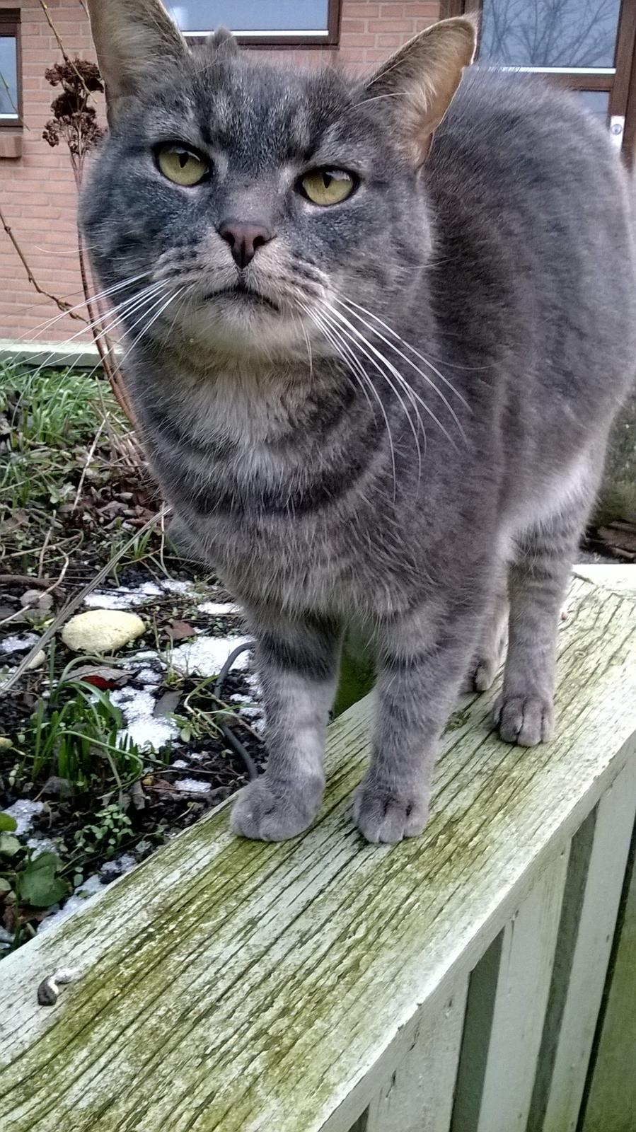 Blanding af racer Nuser billede 7