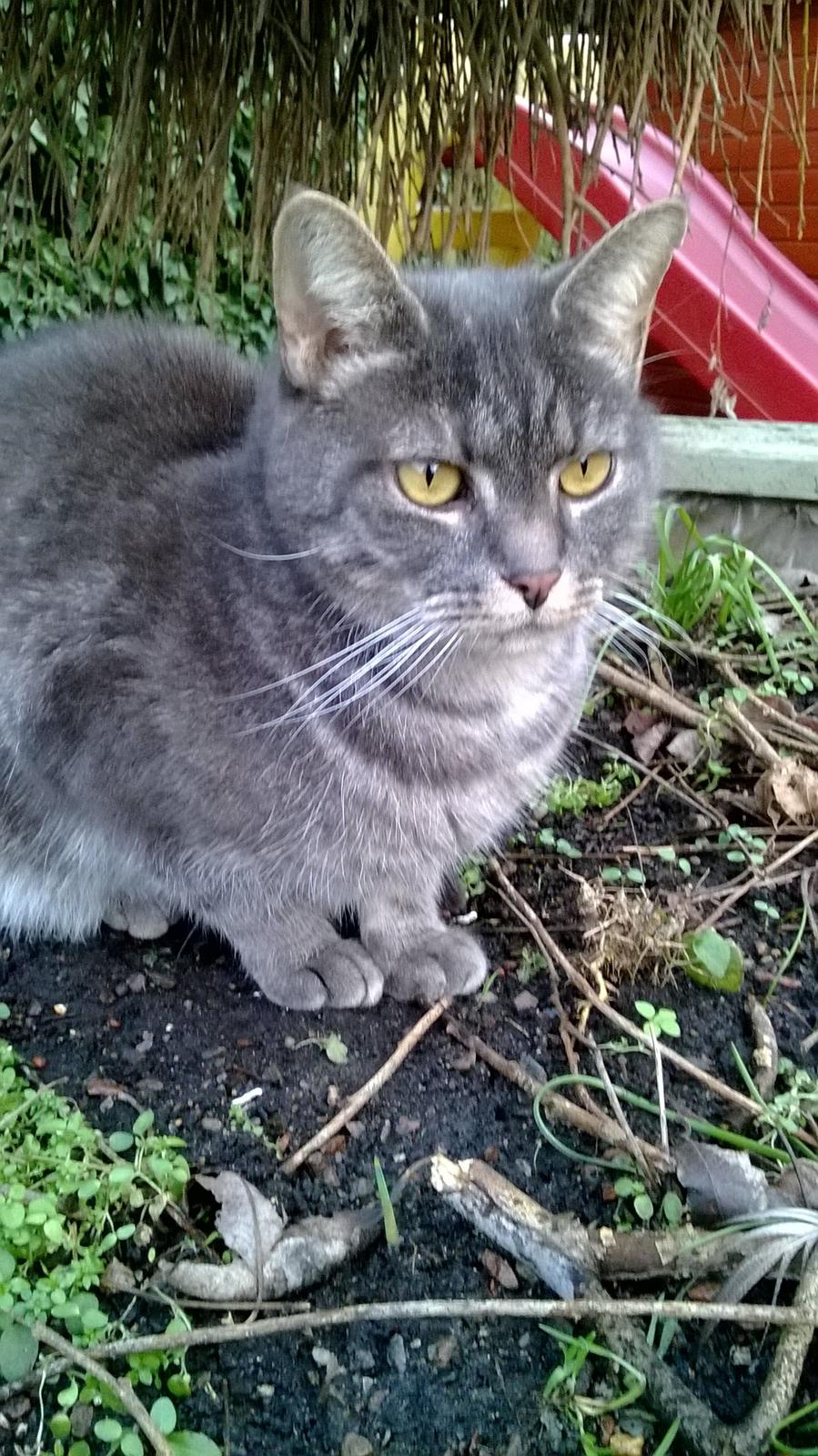 Blanding af racer Nuser billede 8