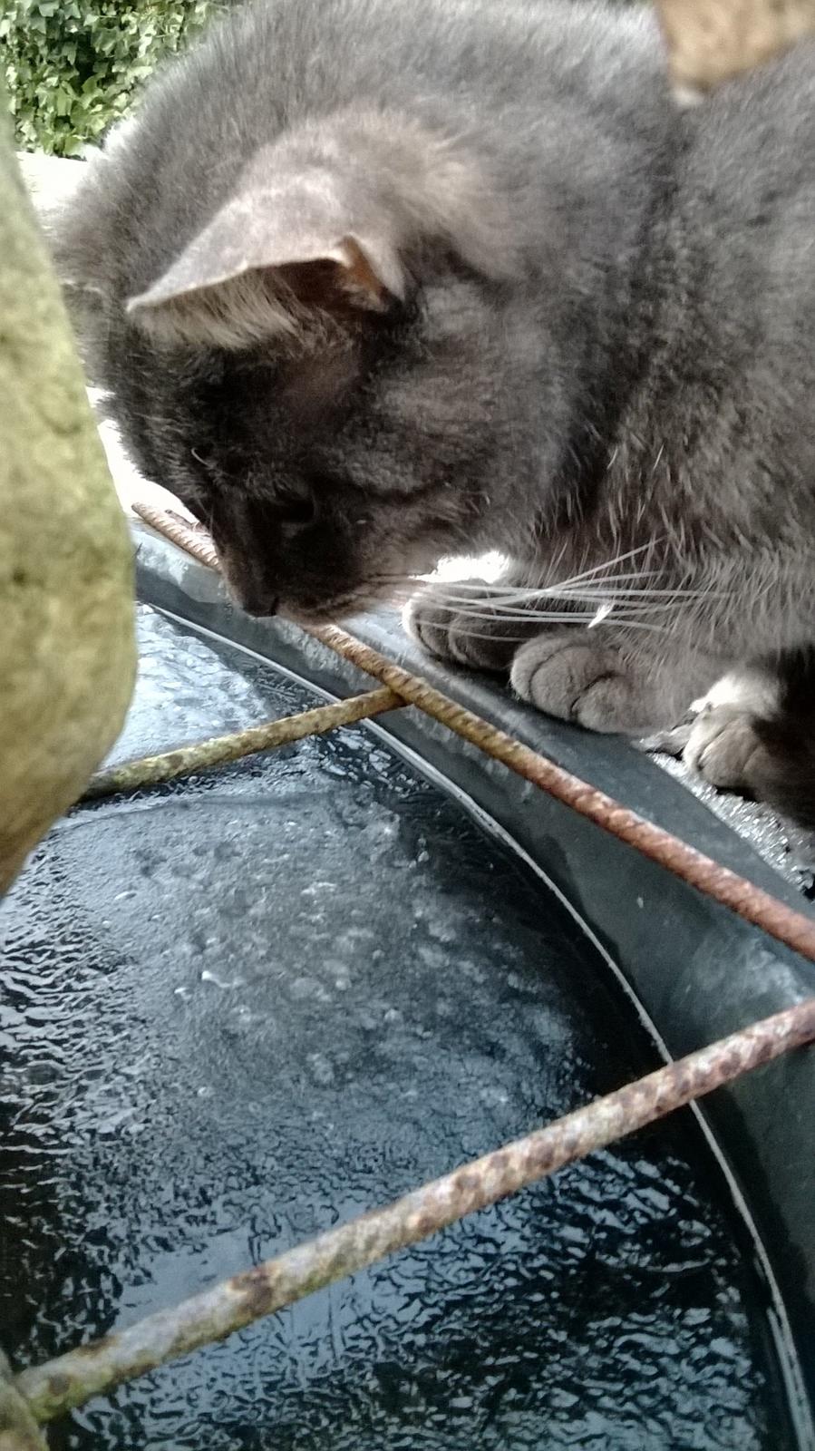 Blanding af racer Nuser billede 9