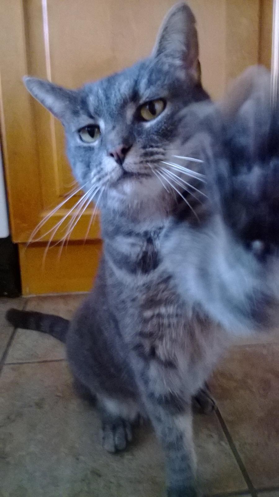 Blanding af racer Nuser billede 3