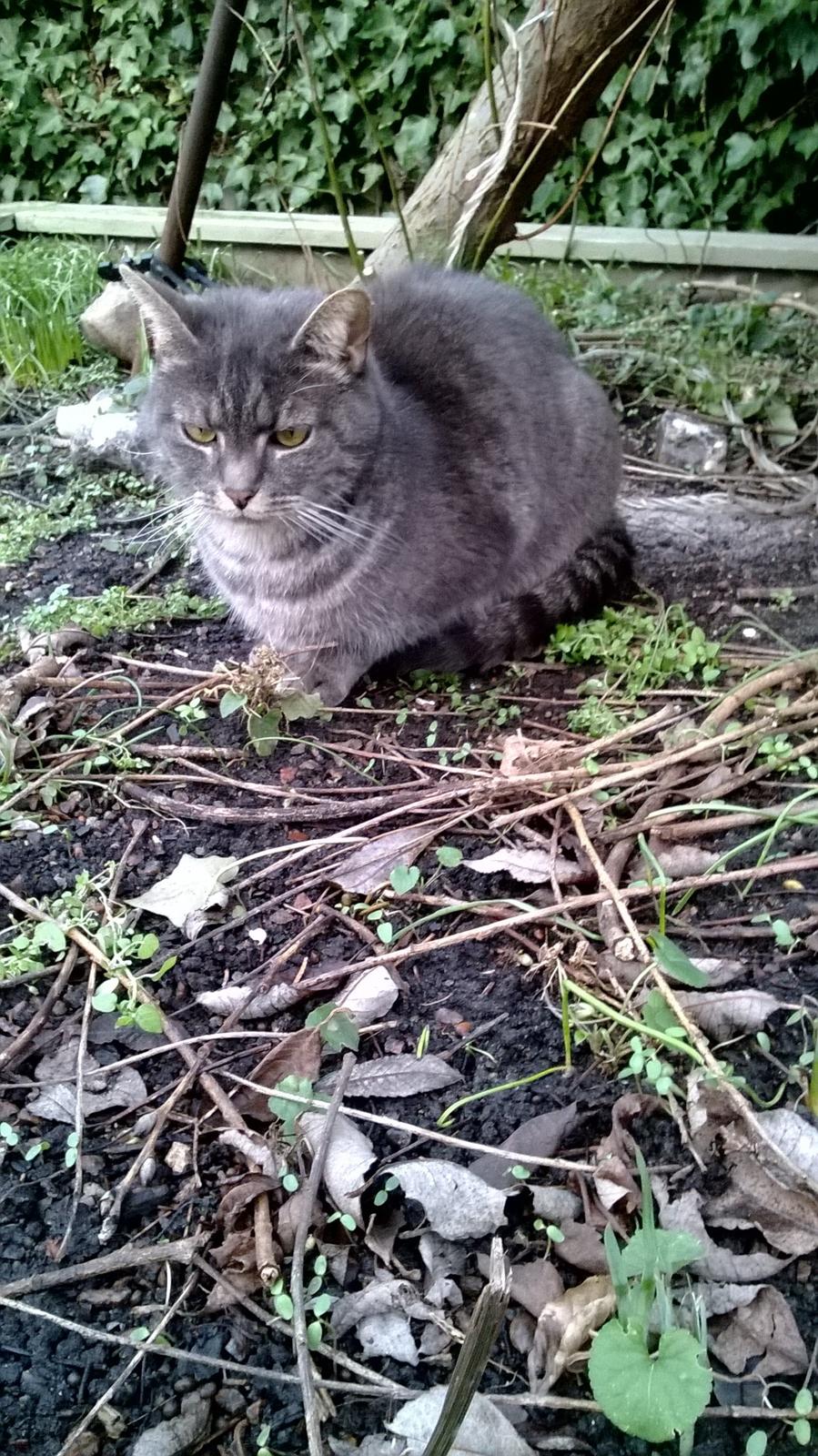 Blanding af racer Nuser billede 10