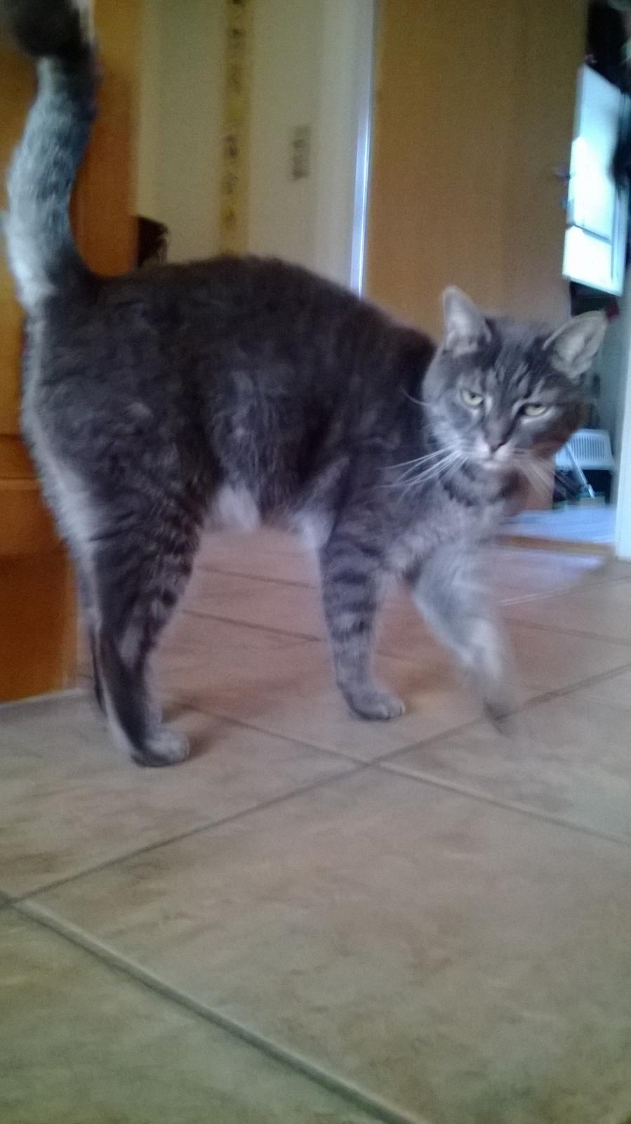 Blanding af racer Nuser billede 4