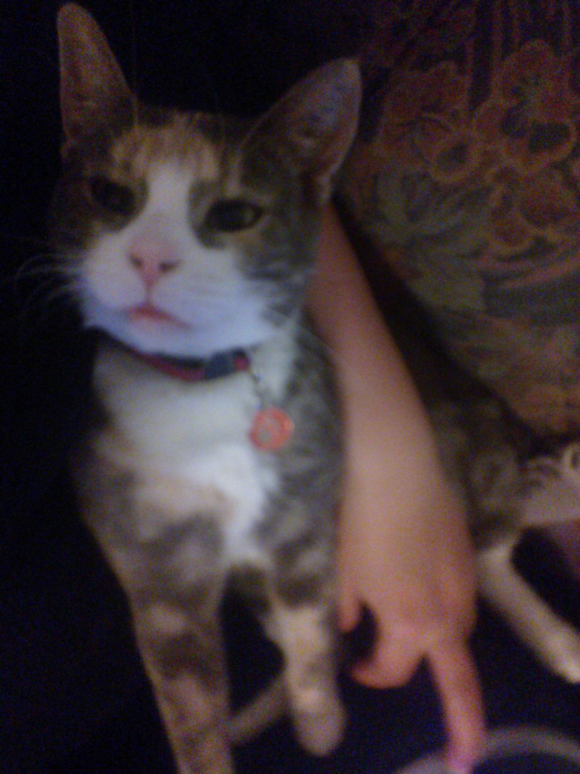 Huskat Dharma - Dharma i mine arme en af de første dag hun har ikke halsbånd på i dag da dette kun var til vi kendte hinanden og jeg var sikker på hun ikke smuttede når jeg gik ind og ud eller lukkede hunden ind og ud :) billede 6