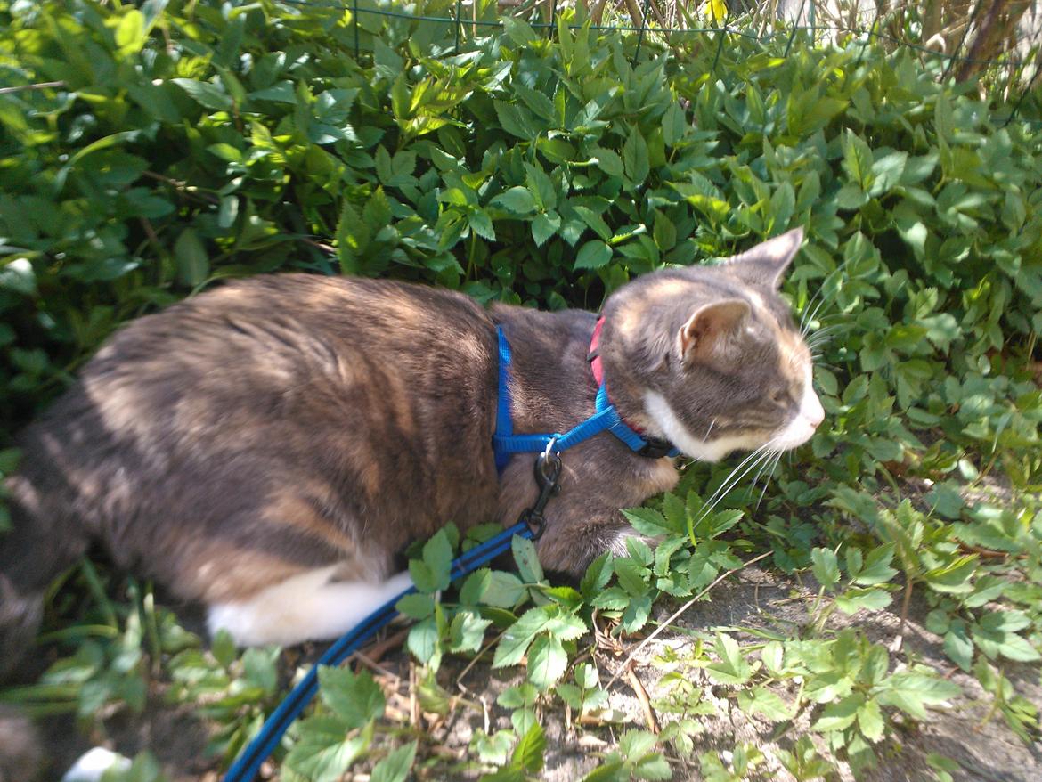 Huskat Dharma - Dharma i haven en af de første gange og inden haven blev indhegnet :)
  billede 7