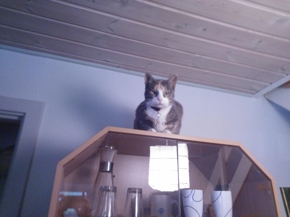 Huskat Dharma - Dharma på det højeste skab hvor hun lige kan komme over fra trappen til 1. sal :)
 billede 9