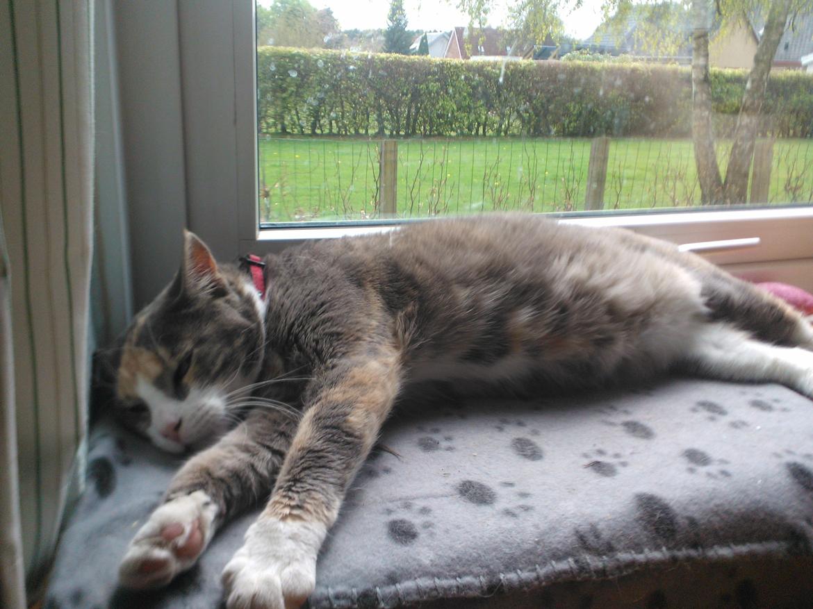 Huskat Dharma - Dharma  der ligger og nyder livet i vinduet  billede 10