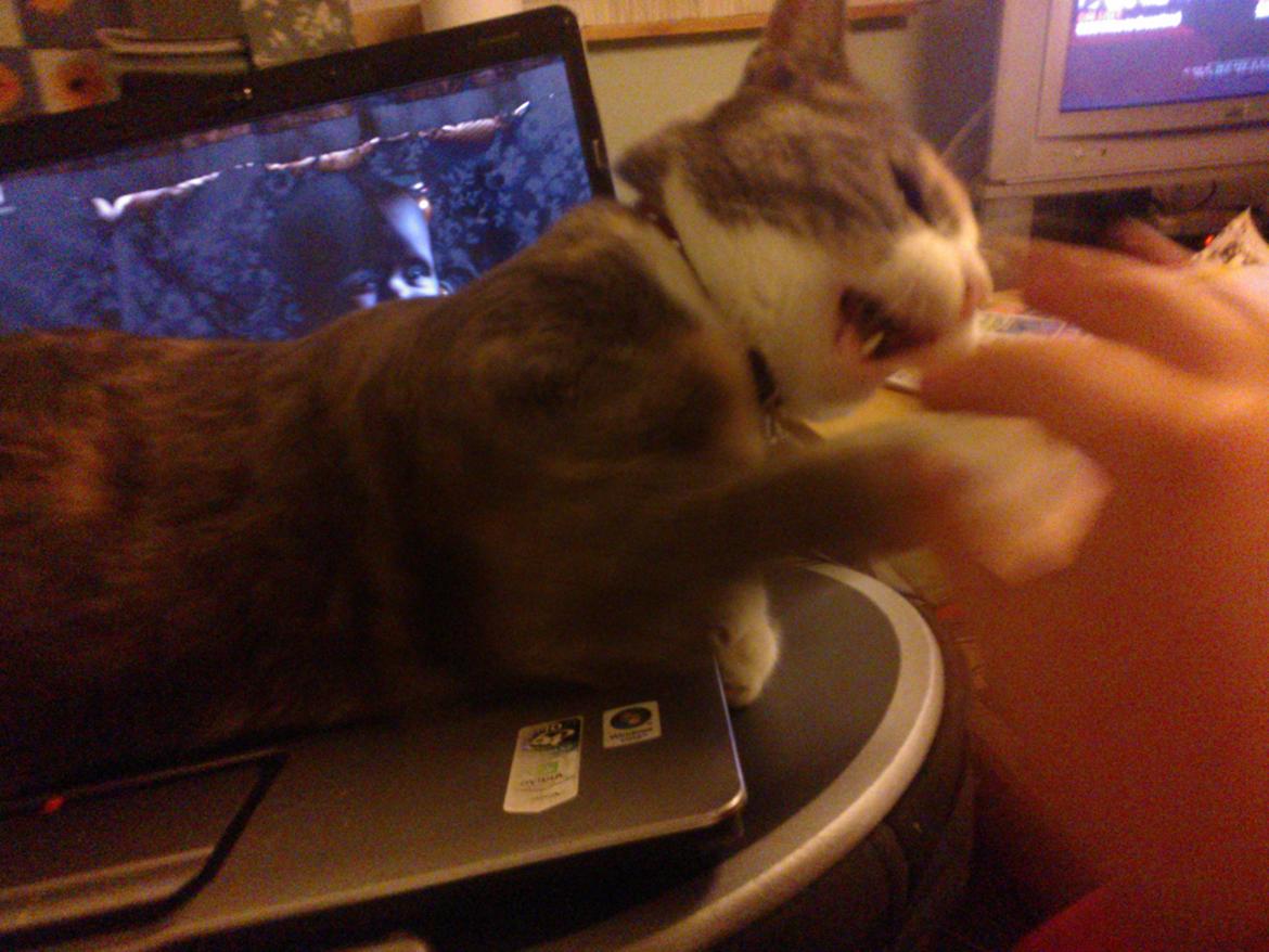 Huskat Dharma - Dharma der siger jeg er for kedelig at sidde der og spille på computer så hun lavede det lige til et  4D spil i stedet ;)  billede 11