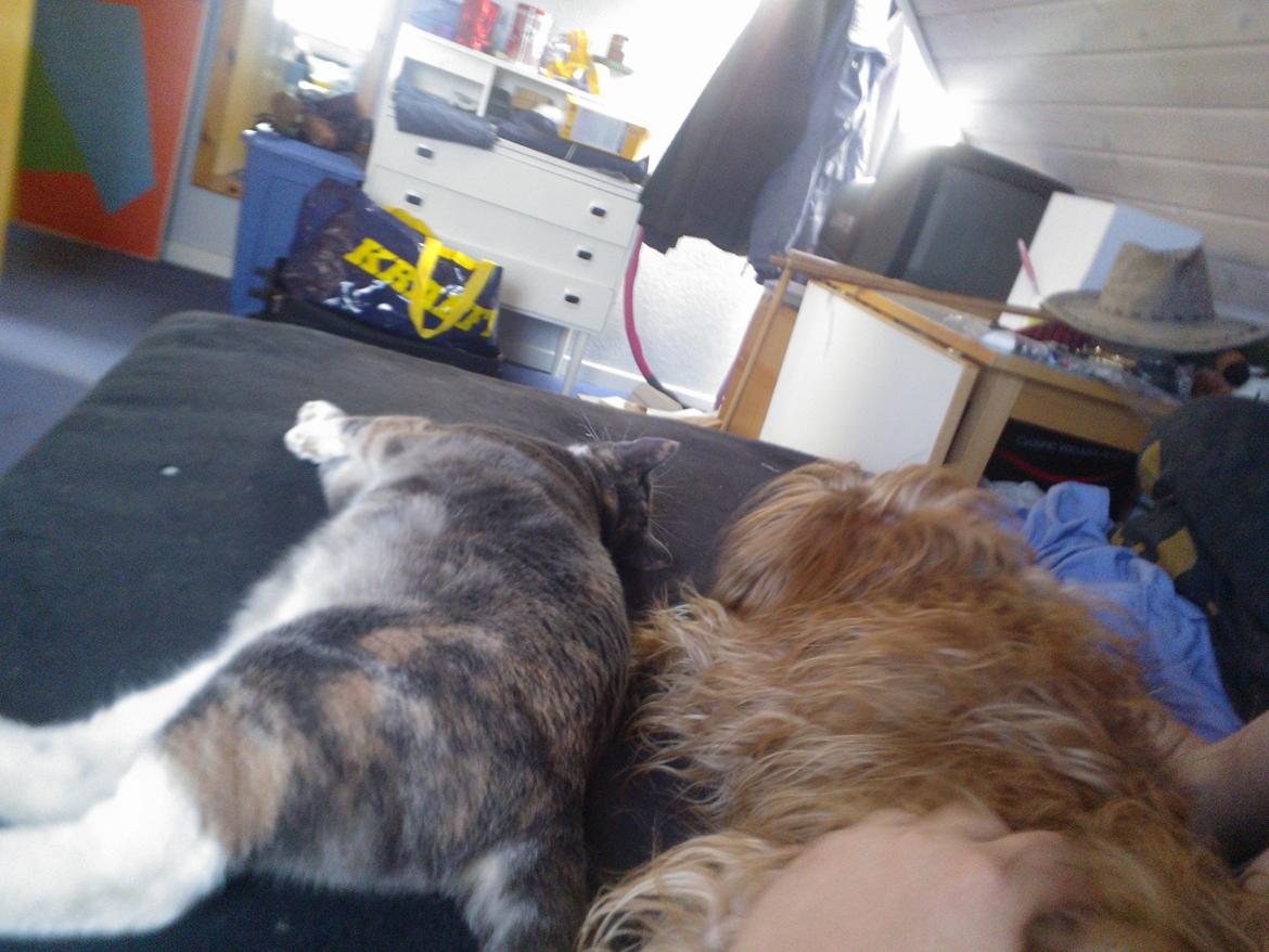 Huskat Dharma - Godmorgen Dharma og Joey sover endnu  billede 13