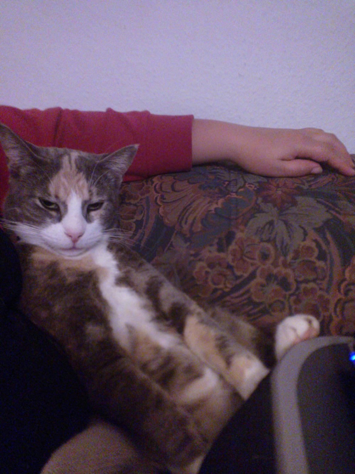 Huskat Dharma - så ser vi tv  billede 14