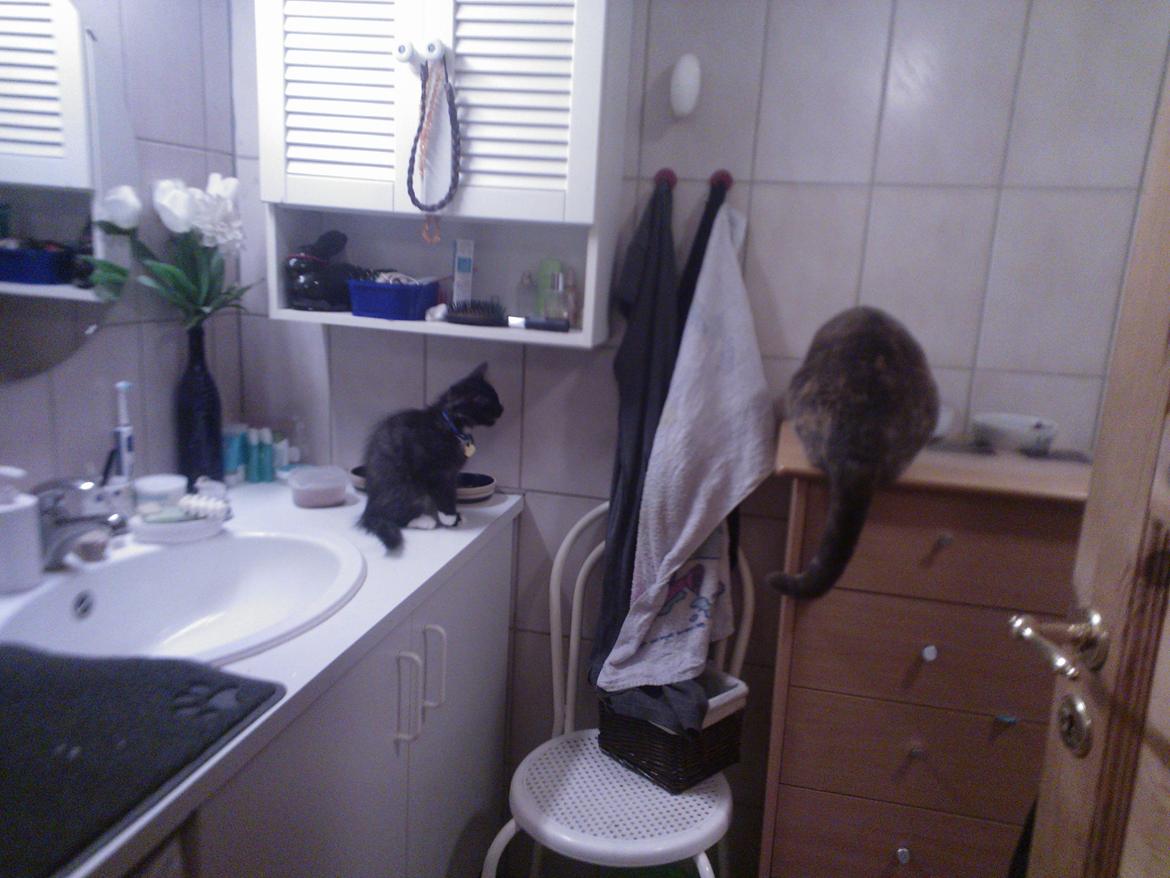 Huskat Dharma - så har jeg Dharma fået  en lille bror hvad skal jeg mon med han bare han ikke spiser min mad  billede 15