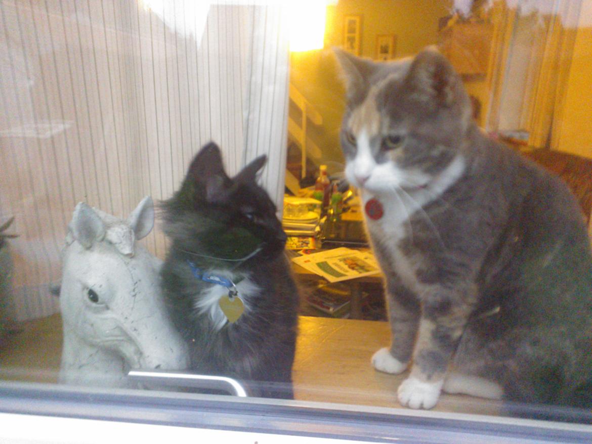 Huskat Dharma - Winnie kikker så jeg må hellere være sød   billede 16