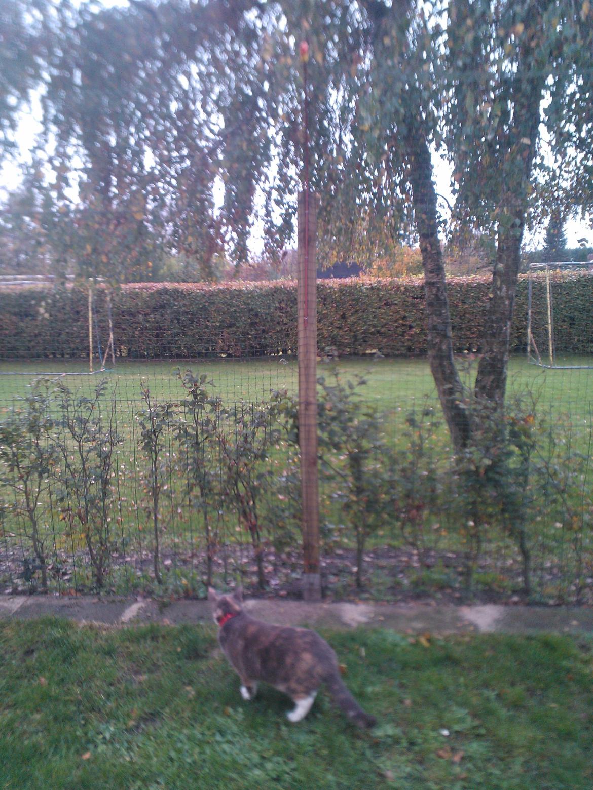 Huskat Dharma - hum der er højt op så gider slet ikke forsøge med at hoppe der op  billede 21