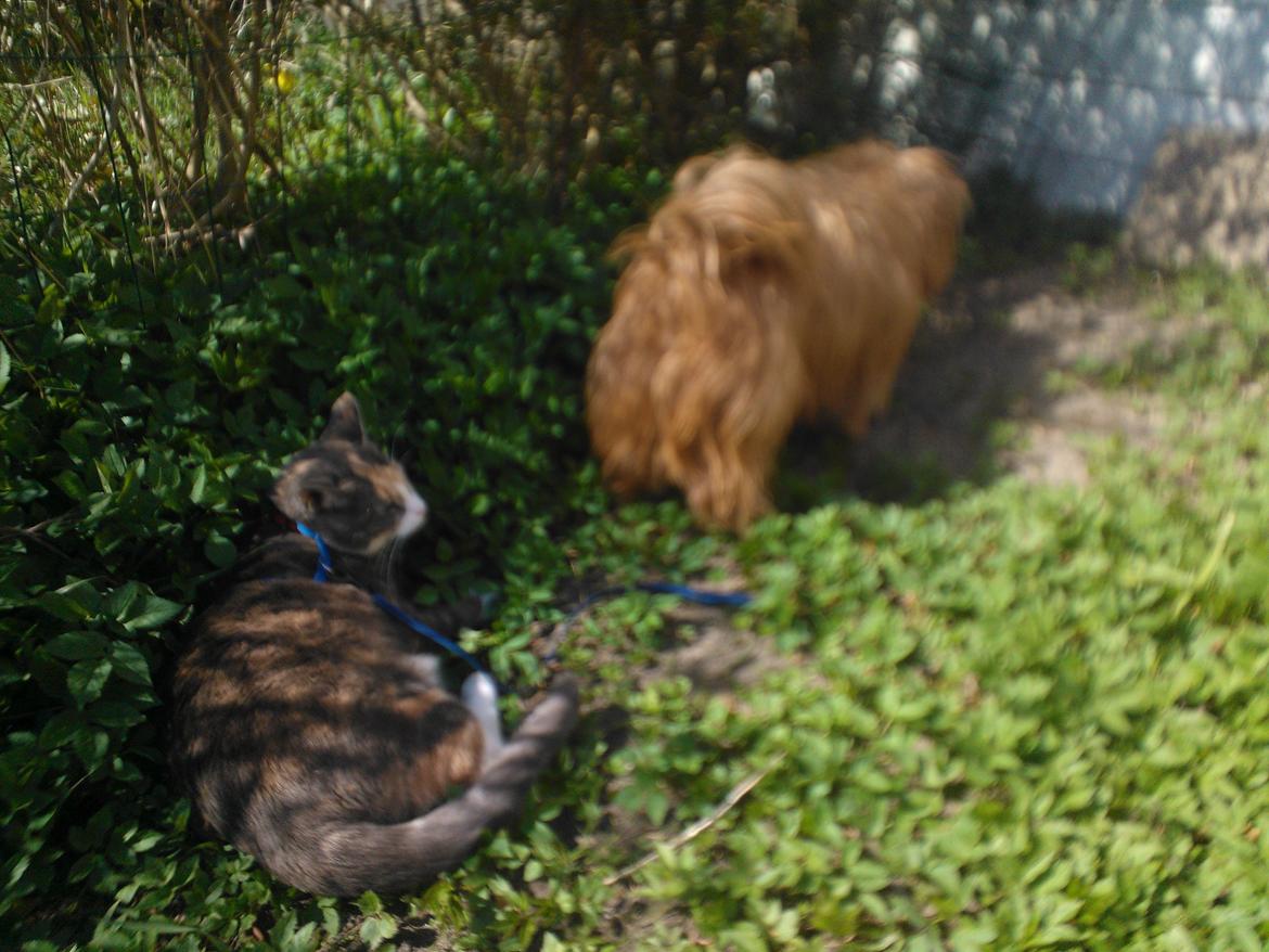 Huskat Dharma - Joey er med ude i haven og vi hygger os med alle de nye dufte  billede 8