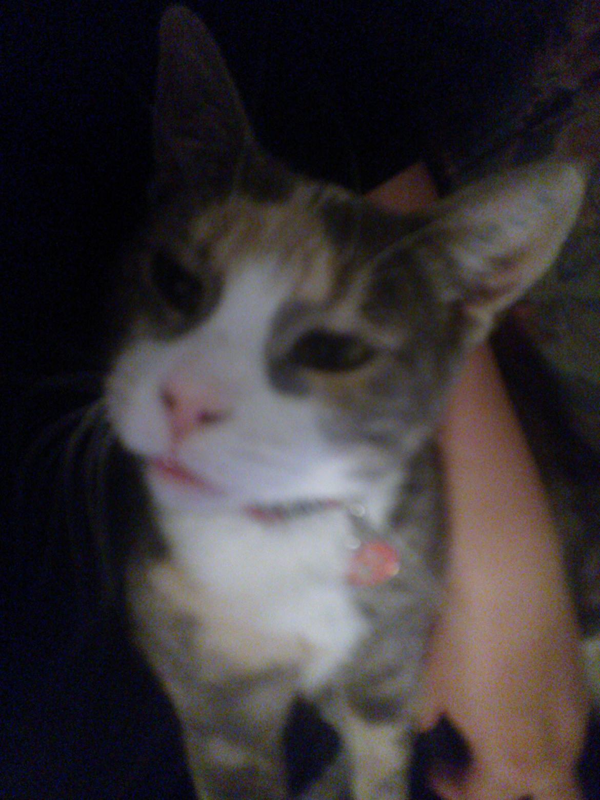 Huskat Dharma - Dharma hygger billede 12