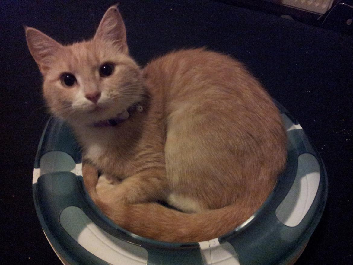 Blanding af racer Kami billede 35