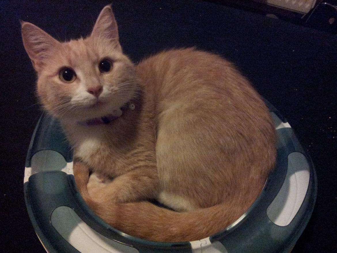 Blanding af racer Kami billede 36