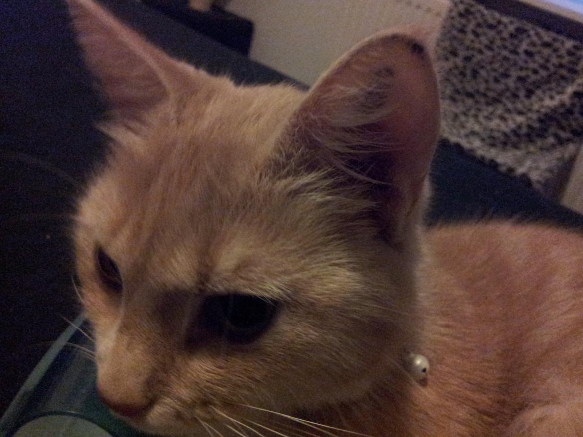 Blanding af racer Kami billede 37