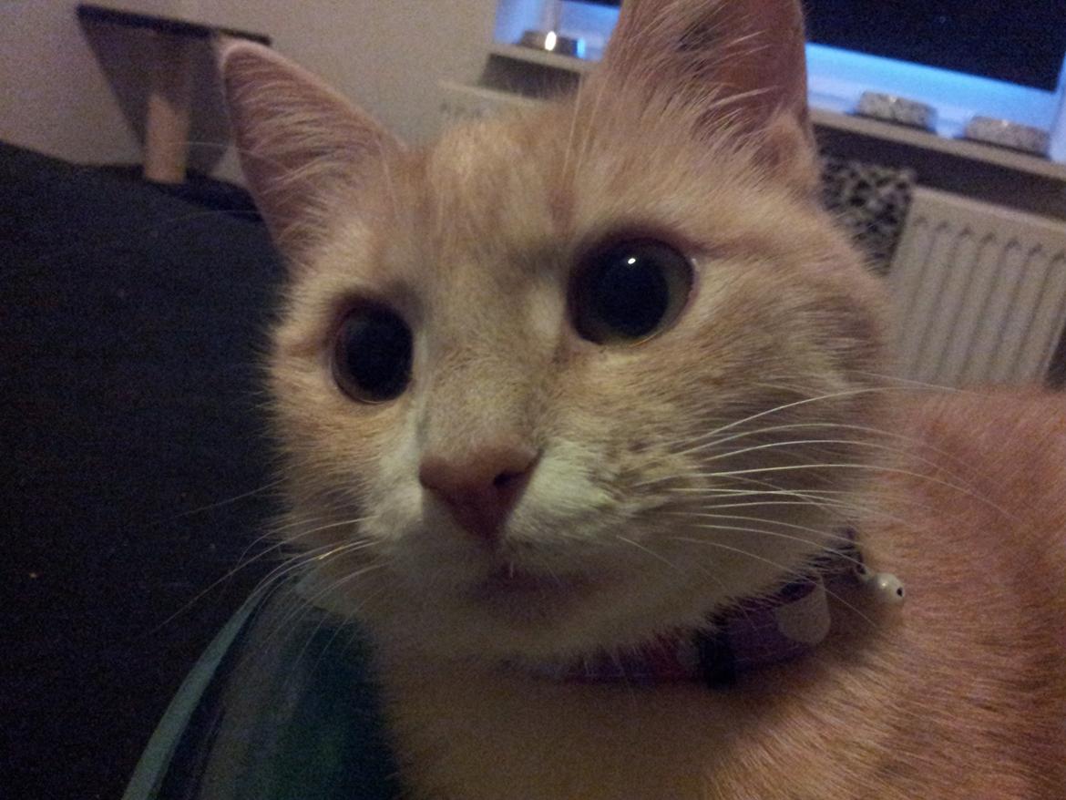 Blanding af racer Kami billede 38