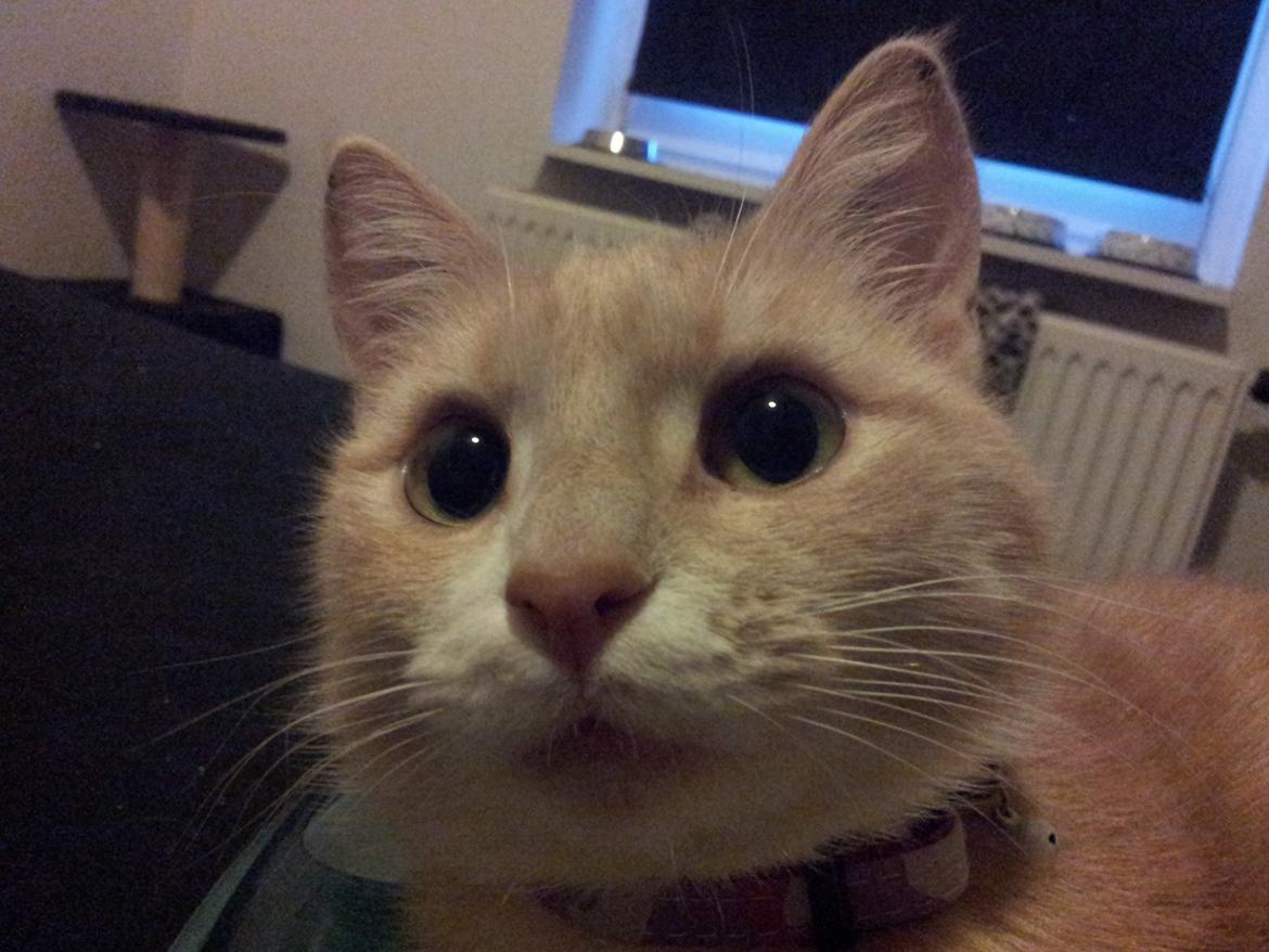 Blanding af racer Kami billede 39