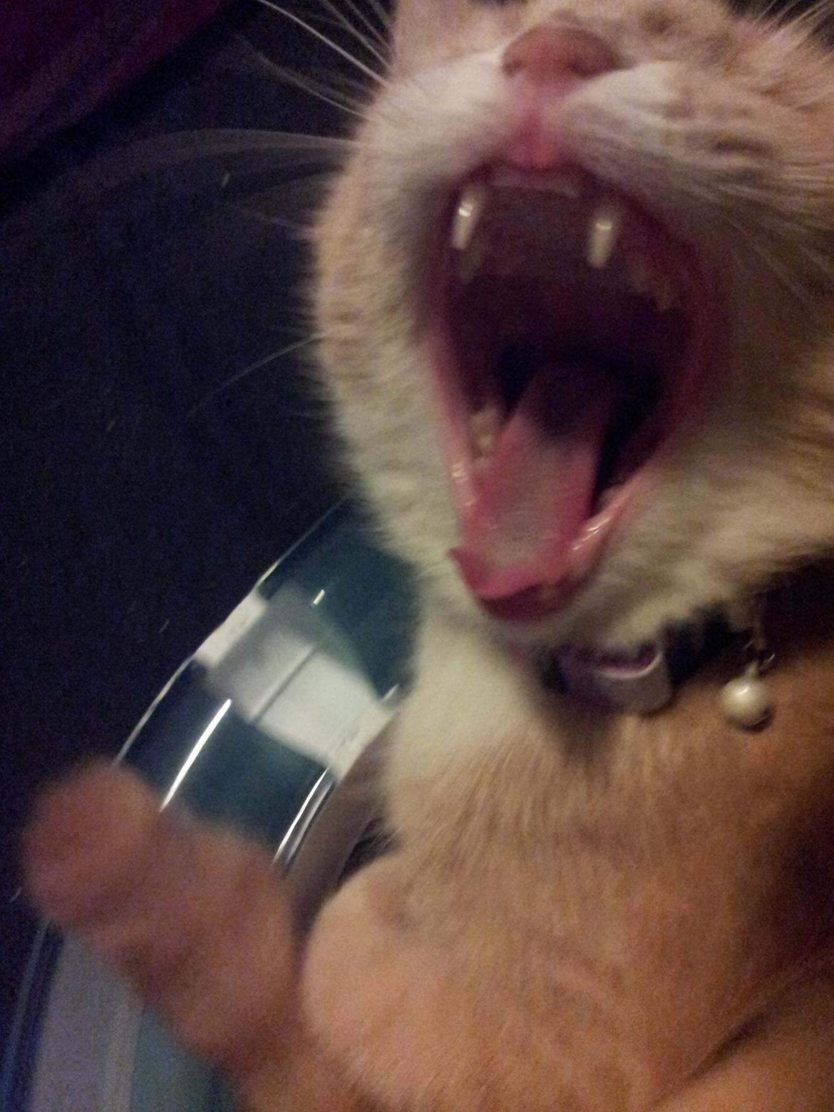 Blanding af racer Kami billede 40