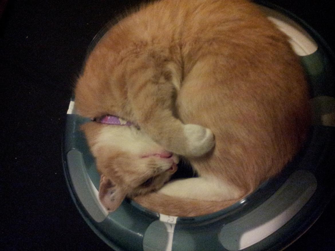 Blanding af racer Kami billede 41