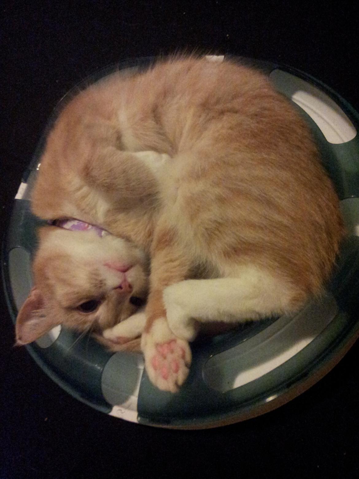 Blanding af racer Kami billede 42