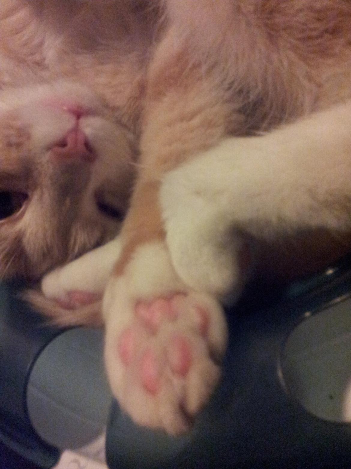 Blanding af racer Kami billede 43