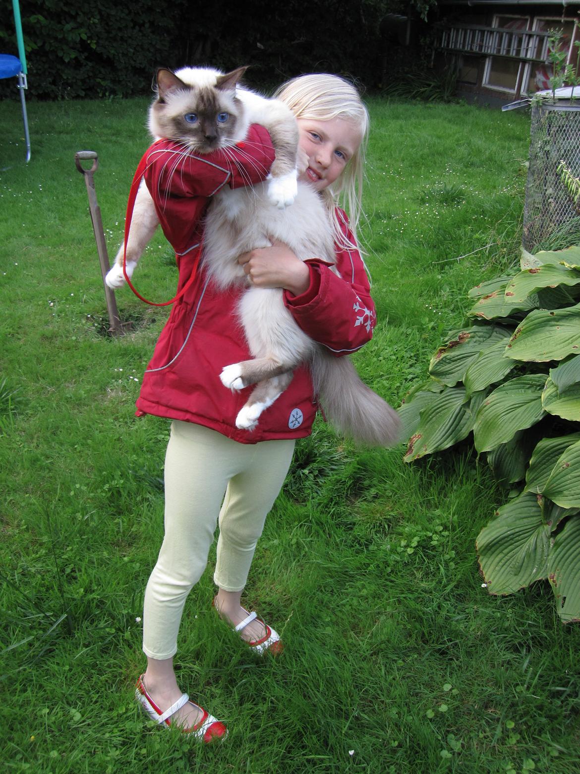 Hellig Birma Chiangmaus Gersimi billede 28