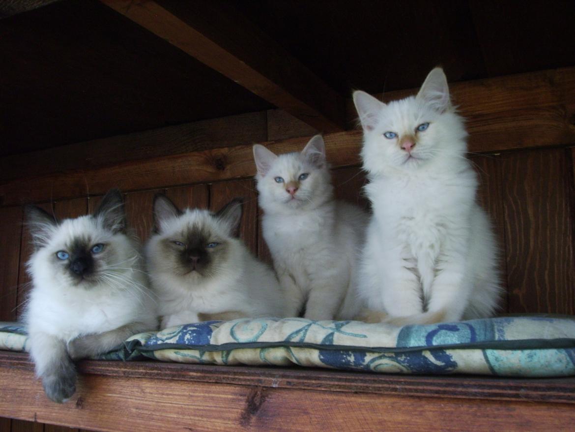 Hellig Birma Chiangmaus Gersimi billede 27