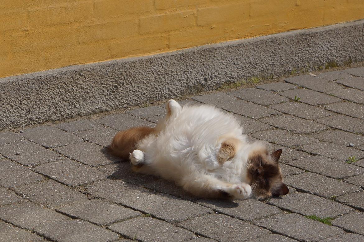 Hellig Birma Chiangmaus Gersimi billede 11