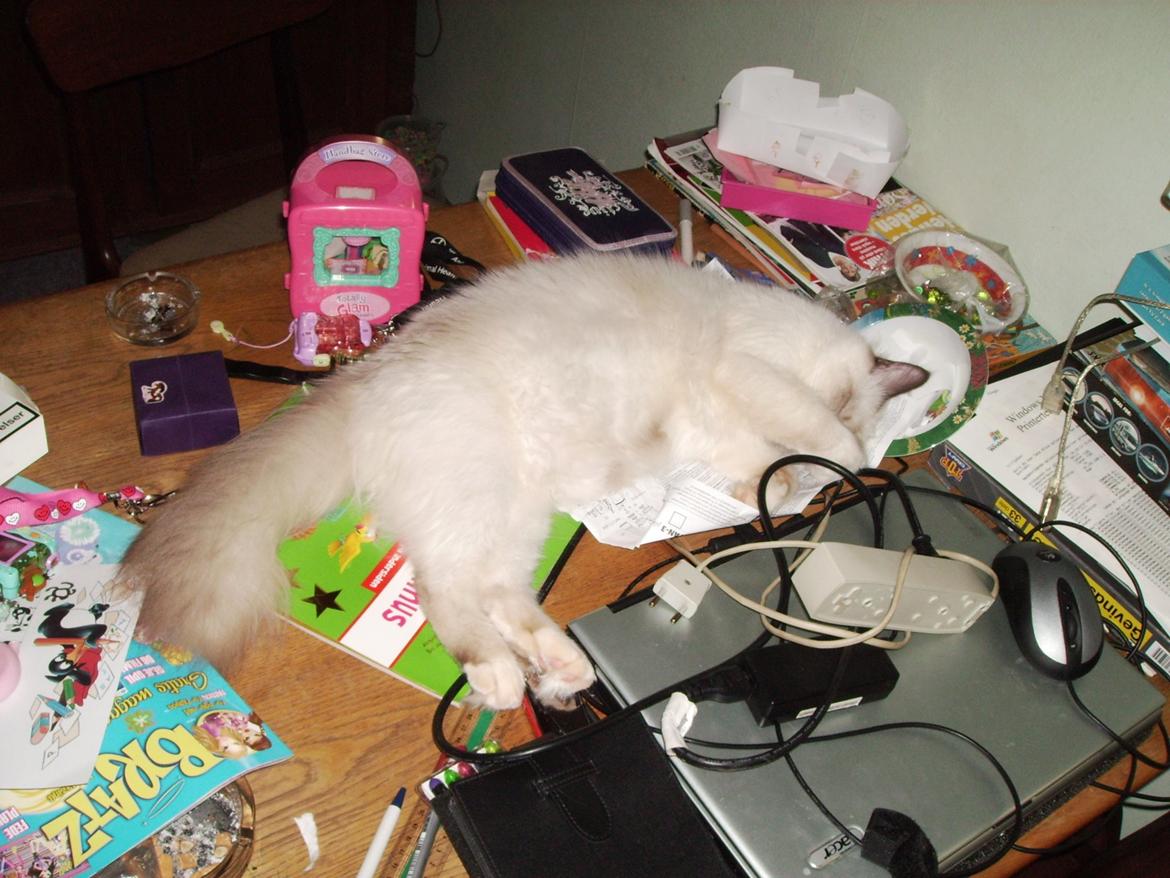 Hellig Birma Chiangmaus Gersimi billede 26