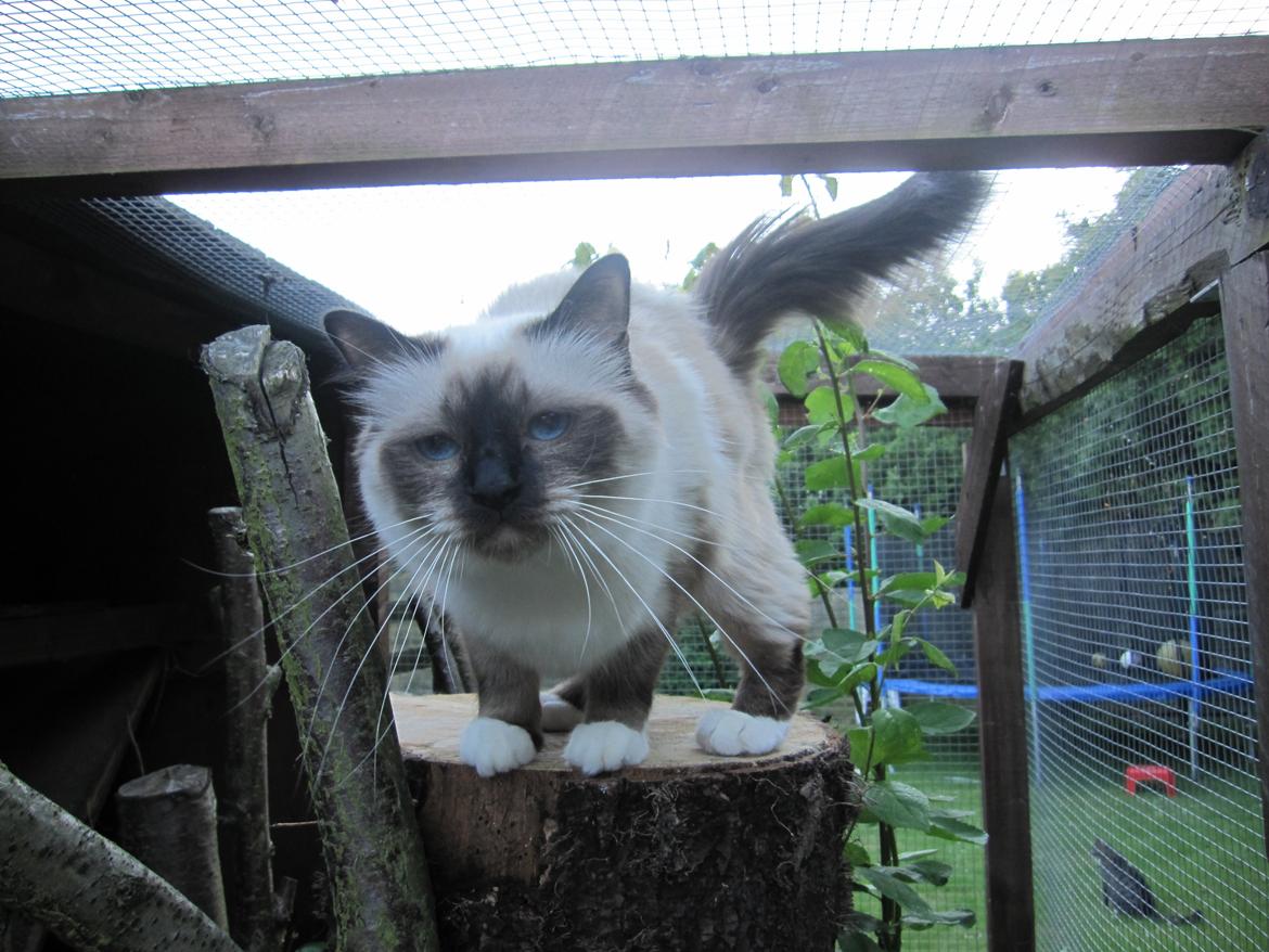 Hellig Birma Pifuni´s Brandy billede 19