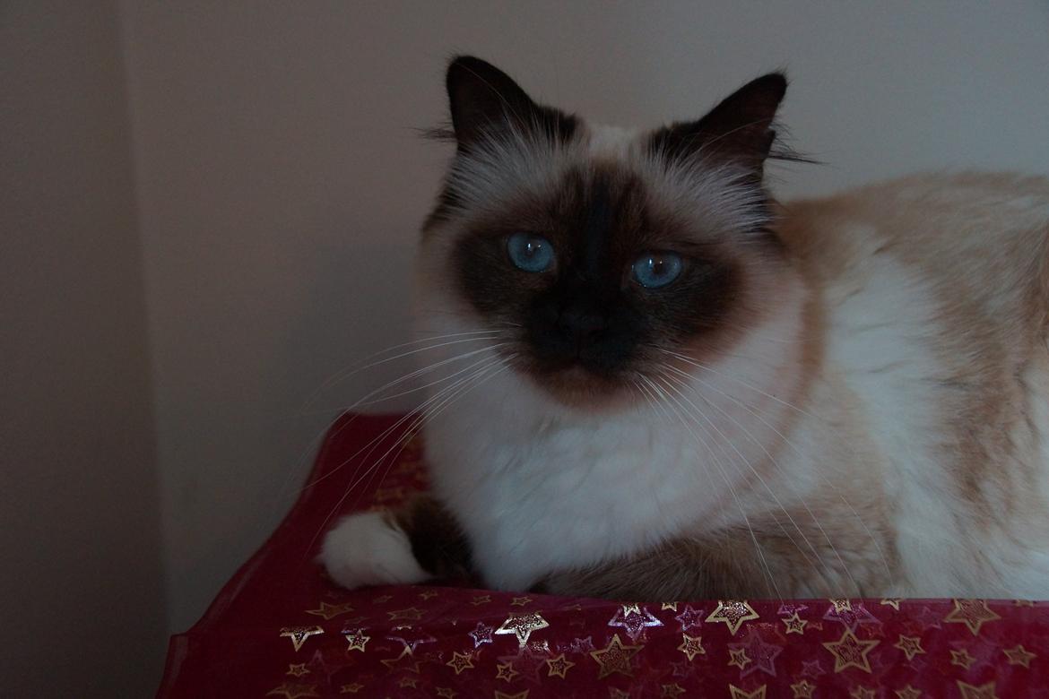 Hellig Birma Pifuni´s Brandy billede 6