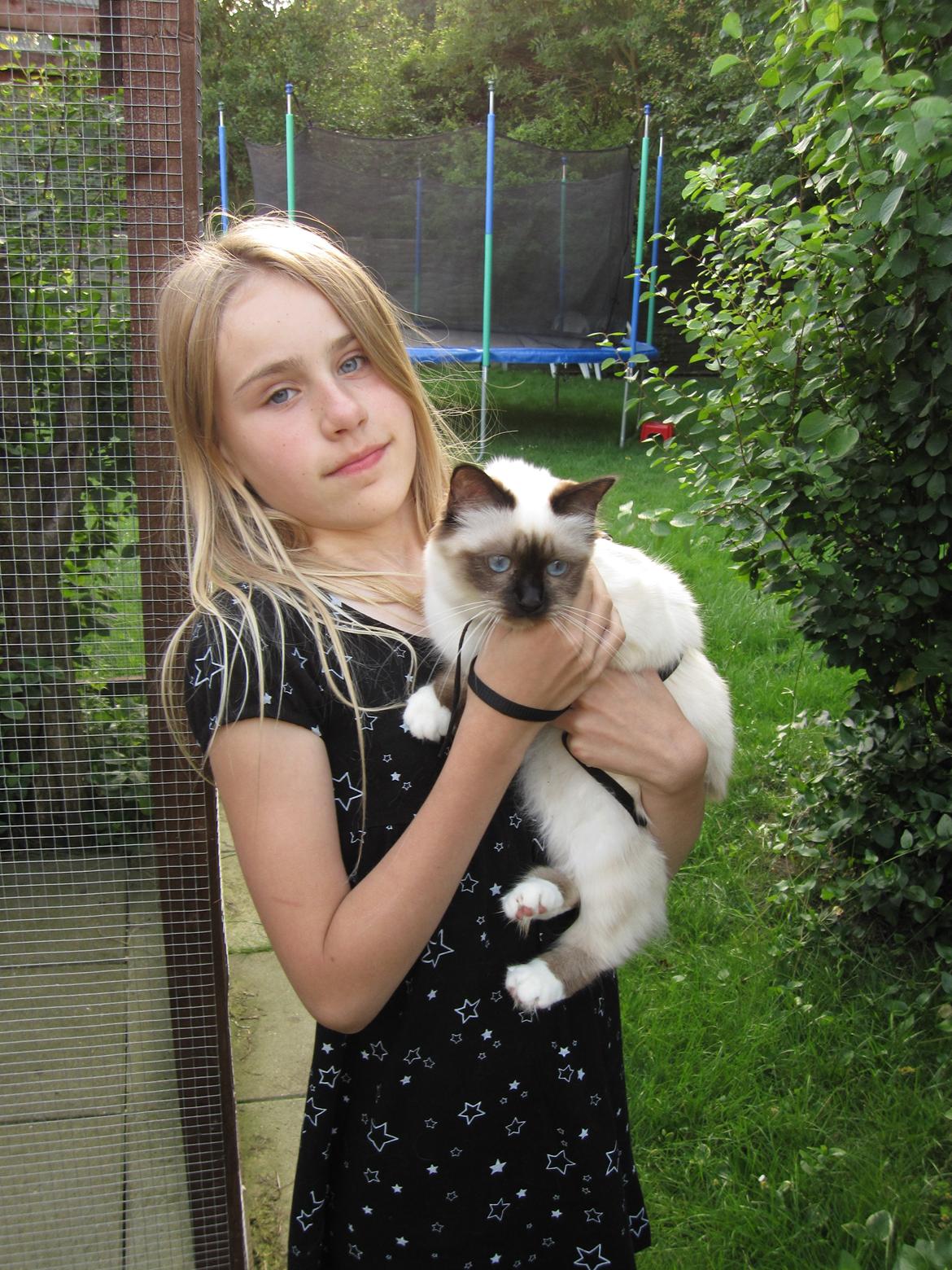 Hellig Birma Pifuni´s Brandy billede 20