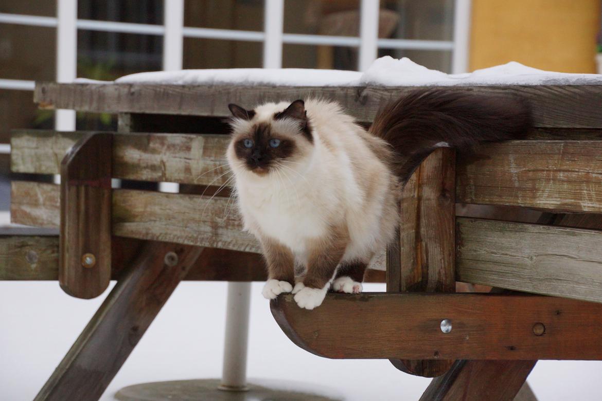 Hellig Birma Pifuni´s Brandy billede 4