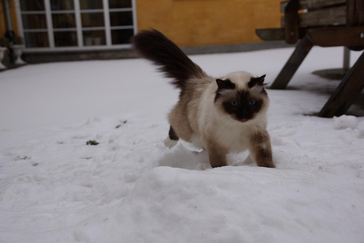 Hellig Birma Pifuni´s Brandy billede 10