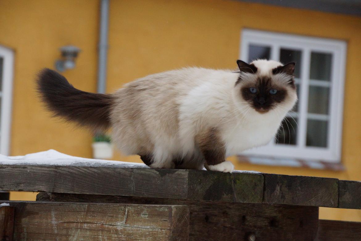 Hellig Birma Pifuni´s Brandy billede 5