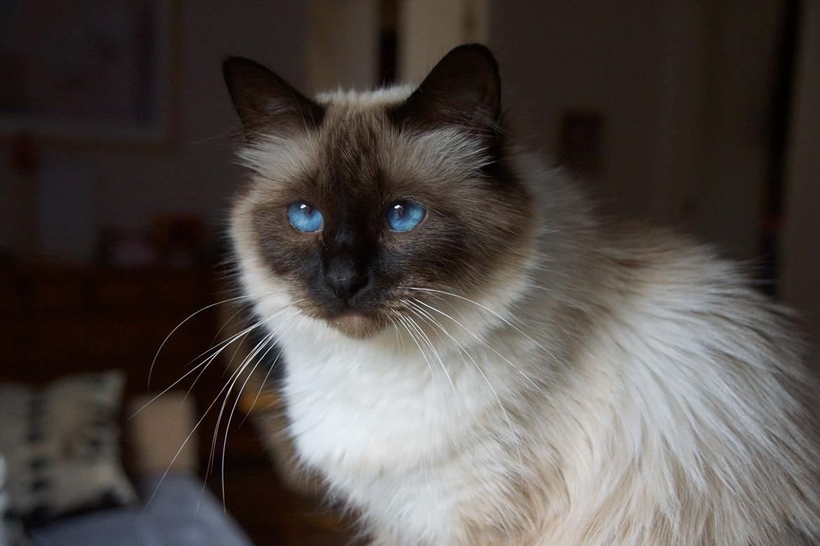 Hellig Birma Pifuni´s Emily billede 1