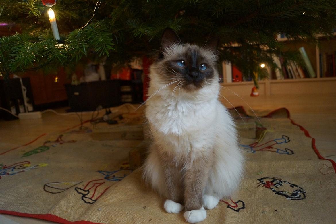 Hellig Birma Pifuni´s Emily billede 12