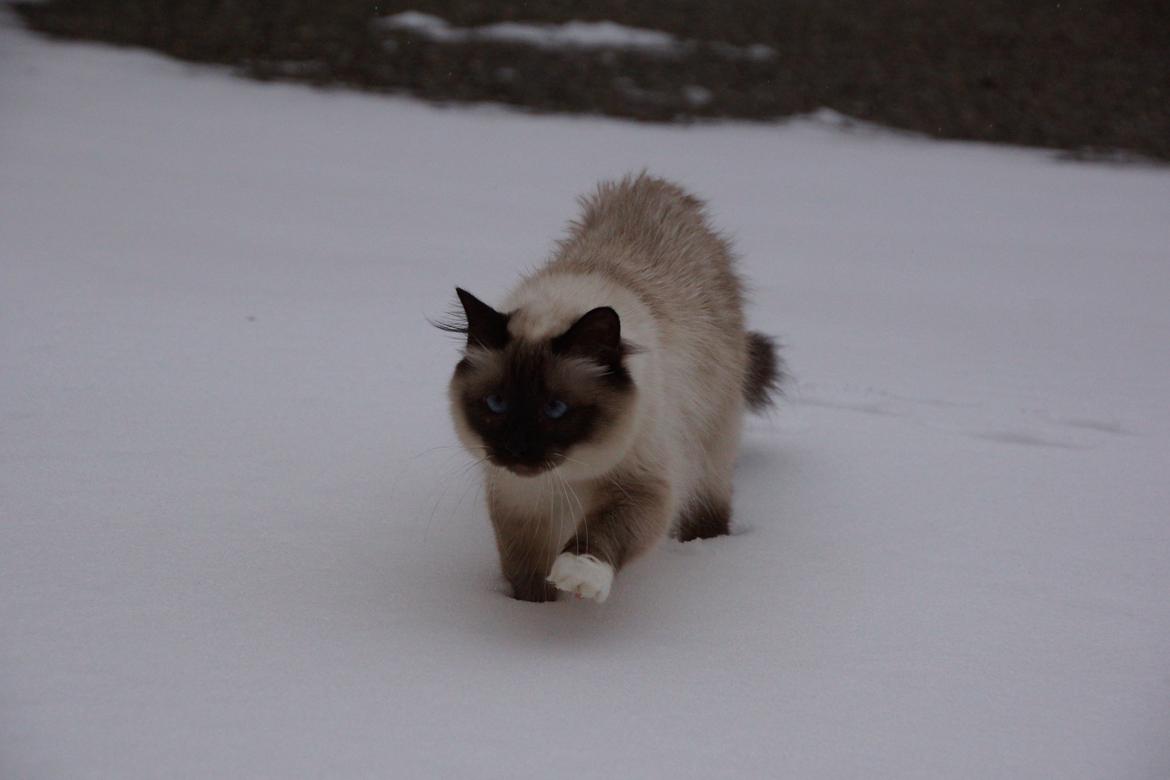 Hellig Birma Pifuni´s Emily billede 16