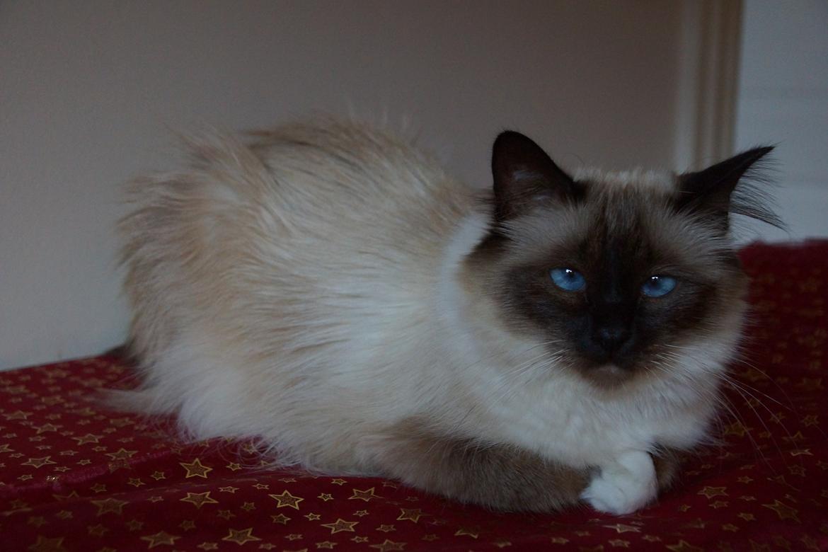 Hellig Birma Pifuni´s Emily billede 13