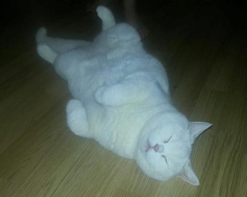 British Shorthair | Ludvig billede 3