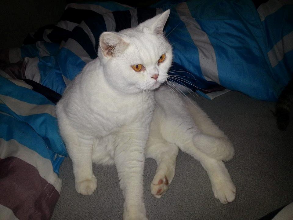 British Shorthair | Ludvig billede 2